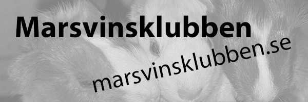 Marsvinsklubben